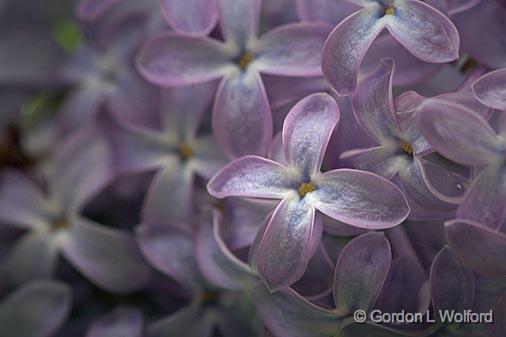 Lilac Closeup_49247.jpg - Photographed near Carleton Place, Ontario, Canada.